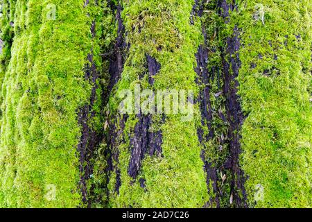 Green Moss auf baumstumpf Baum im tiefen Wald Stockfoto