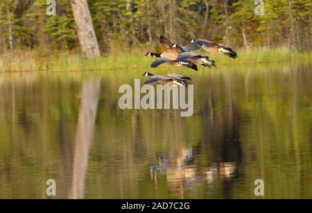 Eine Herde von Kanada Gänse Branta canadensis', für eine Landung in den ruhigen Gewässern von Maxwell See in Hinton Alberta Kanada fliegen. Stockfoto