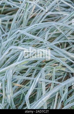 Gewirr der eingestürzten & welke Gras, Blätter von Scharfer Winter Frost gefroren, wodurch interzelluläre Einfrieren innerhalb der Blätter. Weiße frostige verlässt. Stockfoto