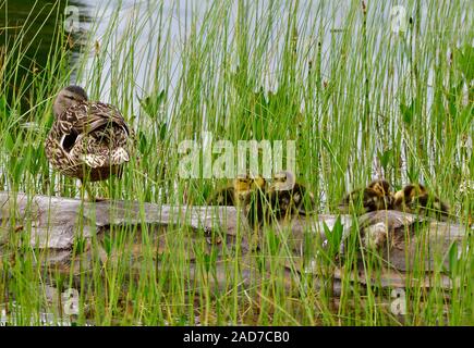 Eine Mutter Stockente " Anas platyrhynchos', mit ihrer Brut der neuen Entenküken ruht auf einem versunkenen im hohen Gräsern von Maxwell See in Hinton Albe anmelden Stockfoto