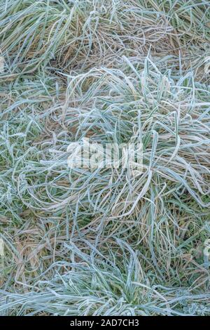 Gewirr der eingestürzten & welke Gras, Blätter von Scharfer Winter Frost gefroren, wodurch interzelluläre Einfrieren innerhalb der Blätter. Weiße frostige verlässt. Stockfoto
