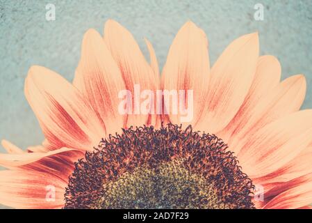 Makroaufnahme der blühenden Sonnenblumen. Konzeptionelle bild Sonne Tönen im Retro-Stil Stockfoto