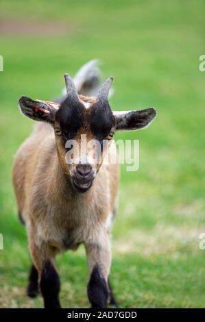 Die Ziege (Capra Hircus). Billy oder junge Männer. Stockfoto