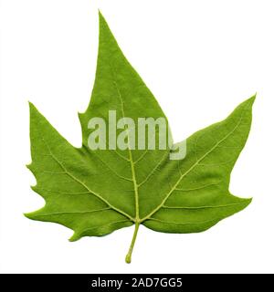 Hintere Seite der Ebene (Platanus) Baum Blatt über Weiß isoliert Stockfoto