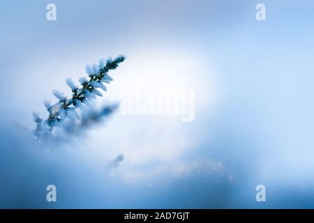 Winter Hintergrund mit frosted Heather Blumen Stockfoto