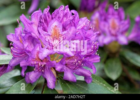 Rhododendron Blüte Stockfoto