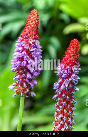 Orchid Primel Primula vialii zwei Blumen im Garten Stockfoto