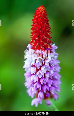 Orchid Primel Primula vialii Nahaufnahme Blume Stockfoto