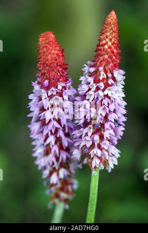 Orchid Primel Primula vialii zwei Blumen Stockfoto