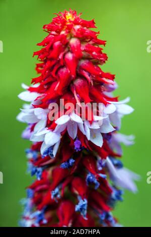 Primula vialii Bunte spike Orchid Primrose Stockfoto