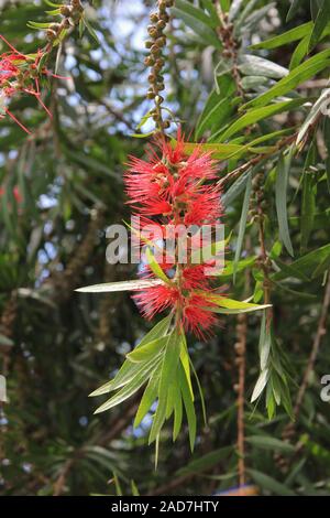 Blume von einem roten Flaschenbürste Baum in Pokara, Nepal gesehen. Stockfoto