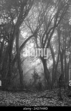 Momochrome Bild eines Rhododendron Wald auf einem fogy Tag. Szene in der Nähe von Pokhara, Nepal. Gespenstische Atmosphäre Stockfoto