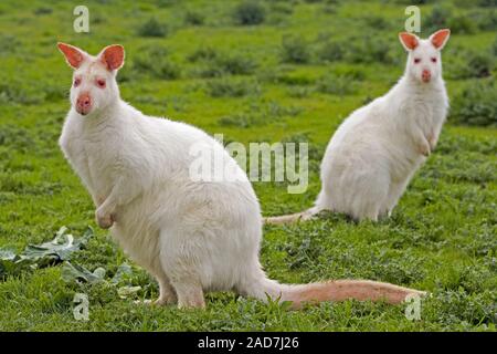 ROT-HALSIGE WALLABIES Macropus rufogriseus Albino Paar, in Gefangenschaft gehalten. Es ist unwahrscheinlich, dass sie in freier Natur überleben. Auffällig, anfällig für Predation. Stockfoto