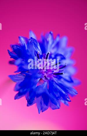 Blaue frische Kornblume auf rosa Hintergrund Stockfoto