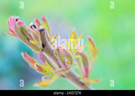 Rhus typhina Werk über grüne Hintergrund verschwommen. Geringe Tiefenschärfe. Stockfoto