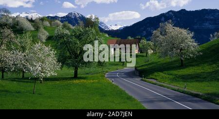 Einsame Haus neben kurvenreichen Landstraße im Frühjahr, Luzern, Schweiz Stockfoto