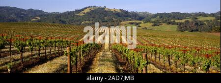 Weinberg in hügeliger Landschaft, Buenos Aires, Kalifornien, USA Stockfoto