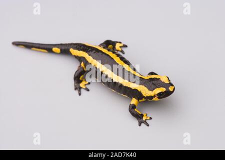 EUROPÄISCHER FEUERSALAMANDER Salamandra salamandra terrestris wegen der Markierungen, die diese Form manchmal als "gebänderter Feuersalamander" bezeichnet. Europa. Stockfoto