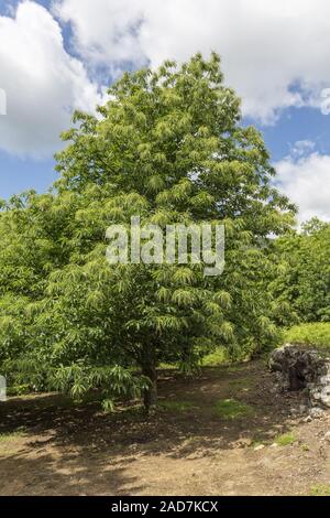 Sweet Chestnut in der Ardeche, Südfrankreich. Stockfoto
