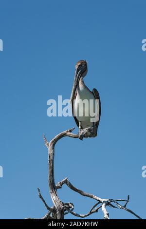 Braune Pelikane (Pelecanidae) auf einem trockenen Zweig am Golf von Mexiko, Yucatan, Mexiko Stockfoto