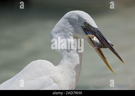 Silberreiher (Ardea alba) Essen ein Fisch im Süden der Insel Holbox, Mexiko Stockfoto