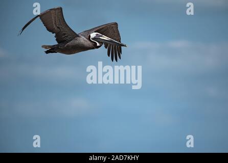 Braunpelikan (Pelecanus occidentalis) im Flug in der Nähe von Mahahual, Quintana Roo, Mexiko Stockfoto