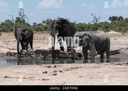 Elefant Gruppe an einem Wasserloch in Chobe National Park in Botswana Stockfoto