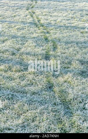 Fußabdruck Spuren über Winter White Frost bedeckt Gras in der Sonne. Für den kalten Winter, Winter Frost, eisige Kälte, Winter. Stockfoto