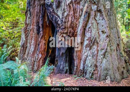 Giant Sequoia Baum im Redwoods National and State Parks - Kalifornien Stockfoto