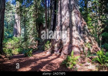 Giant Sequoia Baum im Redwoods National and State Parks - Kalifornien Stockfoto