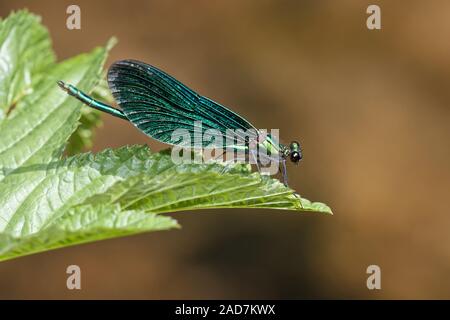 Blau - Libelle am Bach winged Stockfoto