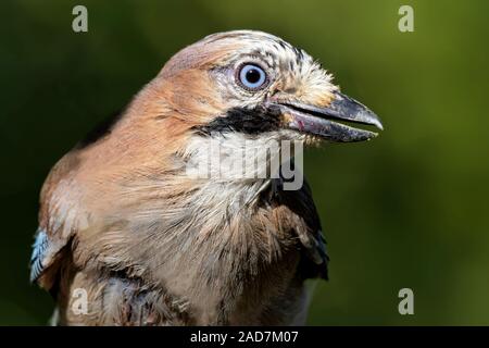 Jay Portrait Stockfoto