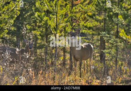 Zwei Weiße-tail Rotwild" Odocoileus virginianus', in schweren Bäumen stehend beobachten und auf der Suche nach Anzeichen von Gefahr in ländlichen Alberta, Kanada. Stockfoto