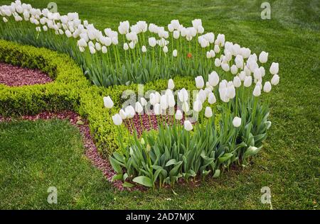 Gulhane Park ist eine historische städtische Park in Istanbul, Türkei. Stockfoto