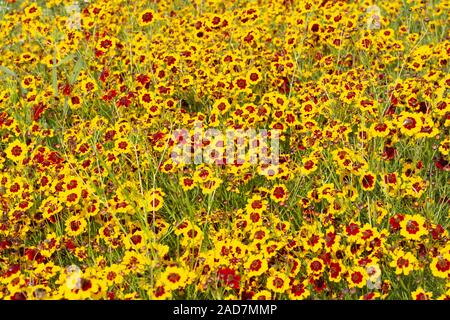 Ebenen coreopsis, coreopsis Dolmetsch, vorläufige Binomialen Stockfoto