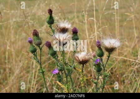 Knospen, Blüten und Spermien von gemeinsamen Distel, Cirsium vulgare Stockfoto