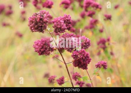 Echter Dost, Wilder Majoran, Oregano, Wilder Majoran, Origanum vulgare Stockfoto