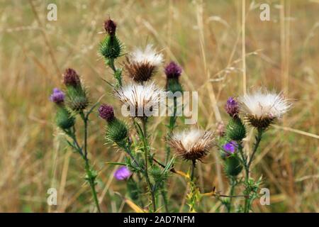 Knospen, Blüten und Spermien von gemeinsamen Distel, Cirsium vulgare Stockfoto