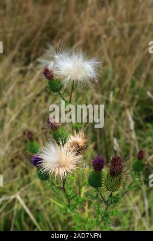 Knospen, Blüten und Spermien von gemeinsamen Distel, Cirsium vulgare Stockfoto