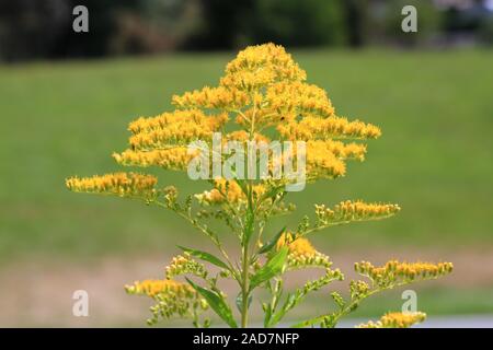 Kanadische Goldrute, Kanada golden Rod, Solidago canadensis Stockfoto