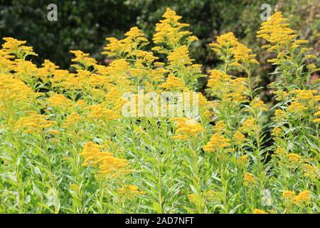 Kanadische Goldrute, Kanada golden Rod, Solidago canadensis Stockfoto