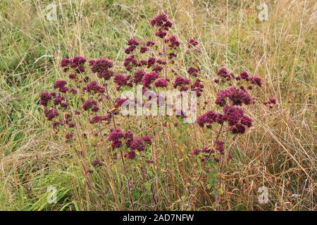 Echter Dost, Wilder Majoran, Oregano, Wilder Majoran, Origanum vulgare Stockfoto