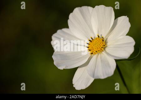 Schmuck Warenkorb Stockfoto