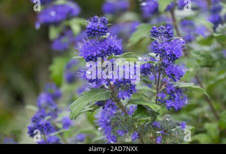 Clandon bärtigen Blume' Blauer Spatz" (Caryopteris x clandonensis) Stockfoto