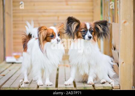 Outdoor Portrait einer Papillon purebreed Hunde Stockfoto