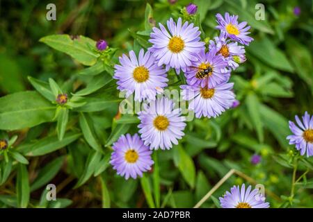Eine Hummel in Heceta Head Lighthouse State Park Florence, Oregon Stockfoto