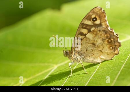 Wald brettspiel Stockfoto