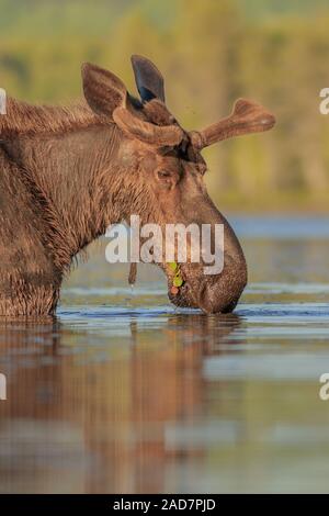 Ein Porträt eines Stierkampfes, der in einem Teich füttert. Stockfoto