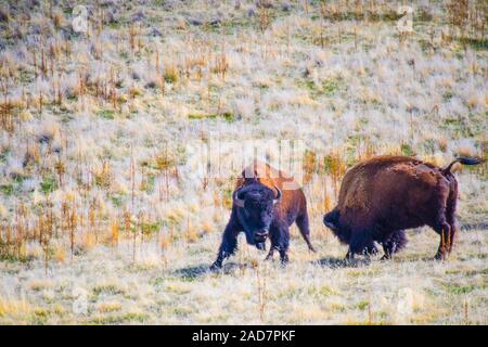 Bison im Bereich der Antelope Island State Park, Utah Stockfoto