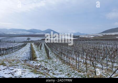 Weinberge im Winter Stockfoto